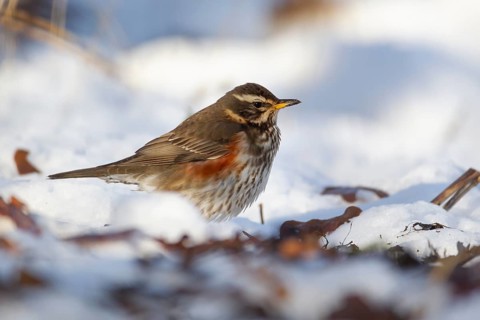 Redwing (Turdus iliacus) adult bird in a snow covered woodland in winter, England, United Kingdom