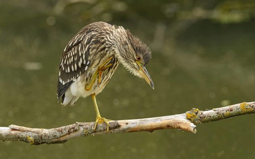 Juveniler Nachtreiher auf seinem Ansitzast beim Putzen
