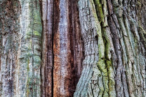 Bark structures, Primeval forest Urwald Sababurg, Weser Uplands, Weserbergland, Hesse, Germany
