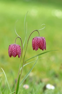 Snake's head fritillary (Fritillaria meleagris), two flowers in a meadow, inflorescence, early