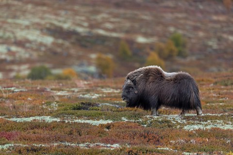 The musk ox bull (Ovibos moschatus) is an impressive animal, autumn, autumn landscape, Ruska,