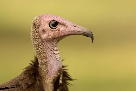 Hooded Vulture (Necrosyrtes monachus), Gambia