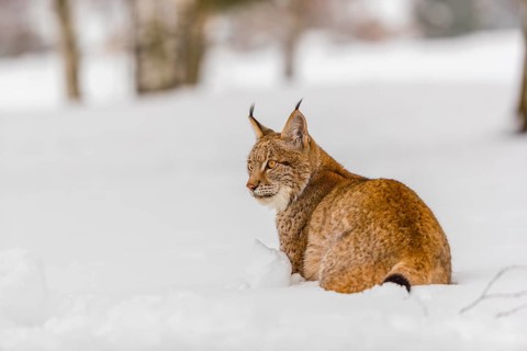 One young male Eurasian lynx, (Lynx lynx), runing over a deep snow covered meadow with a forest in