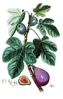 Ficus carica, fig, digital reproduction of a historical original, between 1790 and 1810