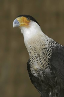 Northern Crested Caracara (Caracara cheriway), California, USA