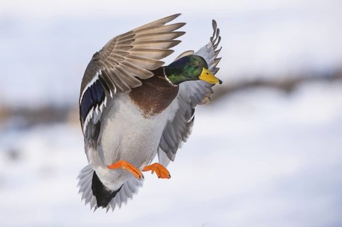 Mallard (Anas platyrhynchos) male landing, Lower Saxony, Germany