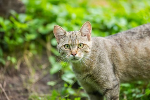 European wildcat (Felis silvestris silvestris) on a meadow, Hesse, Germany