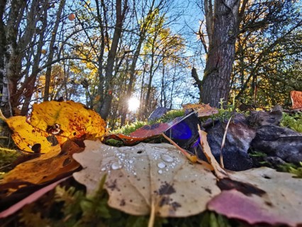 Colourful, light-flooded autumn leaves with dew on the forest floor illuminated by the sun,
