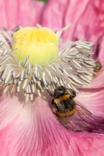 Buff tailed bumblebee (Bombus terrestris) adult bee feeding on a garden poppy flower in summer,