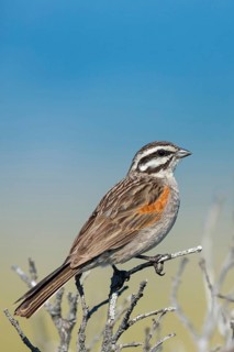 Cape Bunting, (Fringillaria capensis), Africa, South Africa, Cape Town, Birds, Buntings, Table