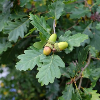 Sessile oak (Quercus petraea), Germany