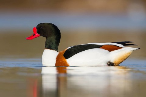 Common Shelduck (Tadorna tadorna) male, Texel, Netherlands