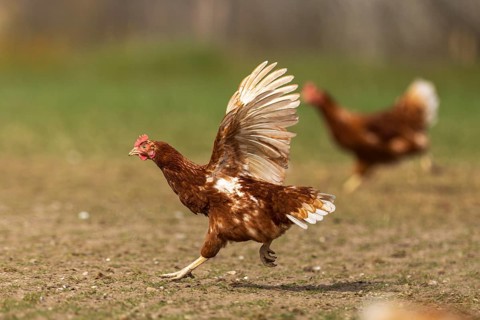 Chicken with spread wings in motion in a meadow, domestic chicken, Rhineland-Palatinate, Germany