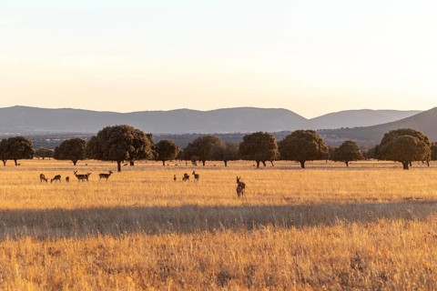 Serene scene of deers grazing at sunset in Cabaneros National Park, located in the scenic Montes de