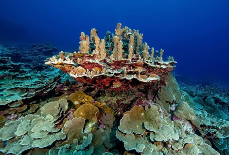 Intact healthy Small Polyped Stony Coral (Scleractinia) reef-building coral hard coral stands in