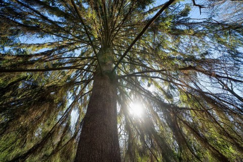 Spruce, Primeval forest Urwald Sababurg, Hofgeismar, Weser Uplands, Weserbergland, Hesse, Germany
