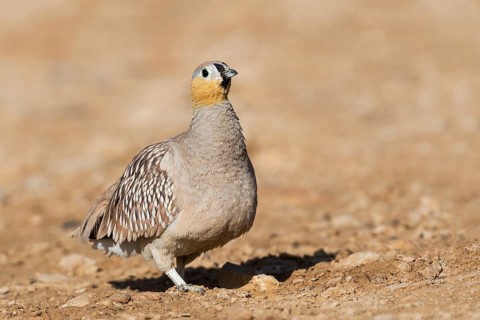 Crowned Sandgrouse (Pterocles coronatus) male, Negev, Israel