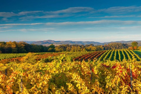 Vineyards near Langenlois, Lower Austria, Austria