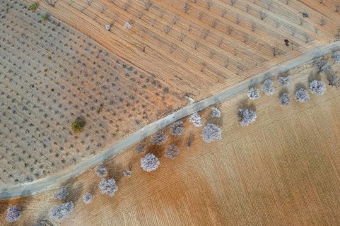 Aerial view, blossoming almond trees, plantation, Andalusia, Spain