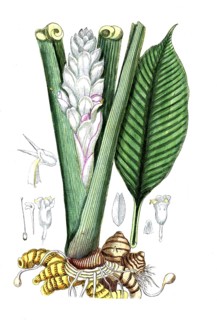 Curcuma longa, turmeric, digital reproduction of a historical original, between 1790 and 1810