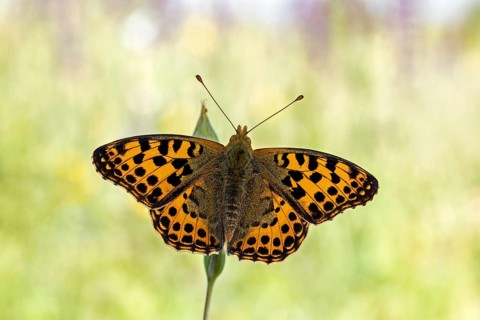 Der Kleine Perlmutterfalter (Issoria lathonia) zeigt die Flügel-Oberseite