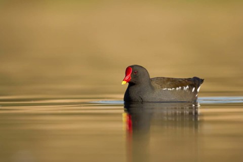 Common Moorhen (Gallinula chloropus), Utrecht, Netherlands