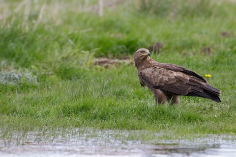 Schreiadler, lat. Aquila pomarina, steht in einer Feuchtwiese und sichert nach hinten