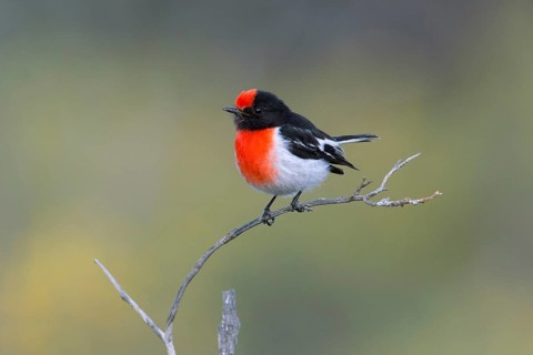 Red-capped Robin (Petroica goodenovii) male perched on a branch, South Australia, Australia