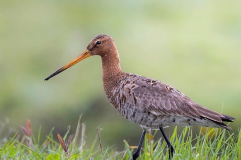 Black-tailed Godwit (Limosa limosa), South Holland, Netherlands