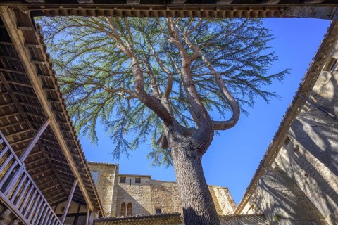 Courtyard with tree in the Sainte Marie Abbey in Lagrasse, Département Aude, France