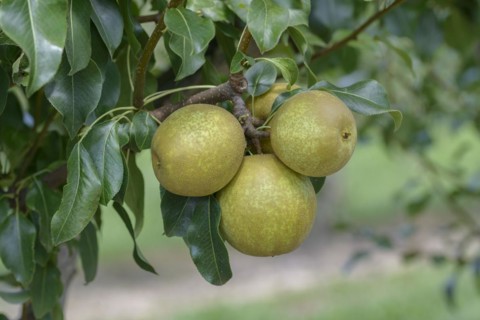 Pear (Pyrus communis BENITA), Bundessortenamt Prüfstelle Wurzen, Wurzen, Saxony, Germany
