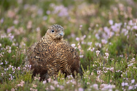 Red grouse (Lagopus lagopus scotica) adult bird in flowering moorland Heather plants in summer,