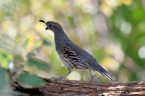 Gambel's quail (Callipepla gambelii), adult, female, running, Sonoran Desert, Arizona, North