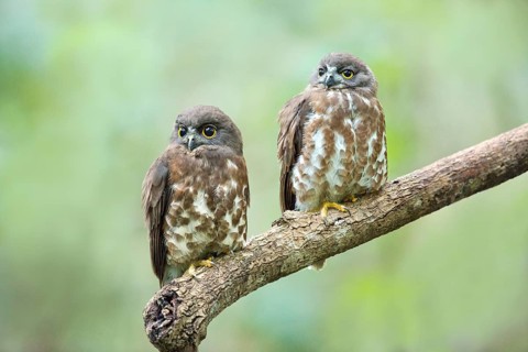 Brown Hawk-Owl (Ninox scutulata) with juvenile, Central Catchment Nature Reserve, Singapore