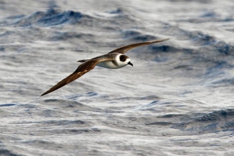 White-necked Petrel (Pterodroma cervicalis) flying, New South Wales, Australia