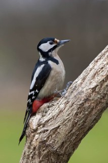 Great Spotted Woodpecker (Dendrocopos major) female, Brandenburg, Germany
