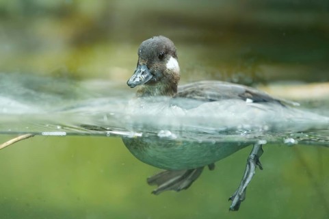 Youngster of a ruddy duck (Oxyura jamaicensis) swimming in a lake, Germany