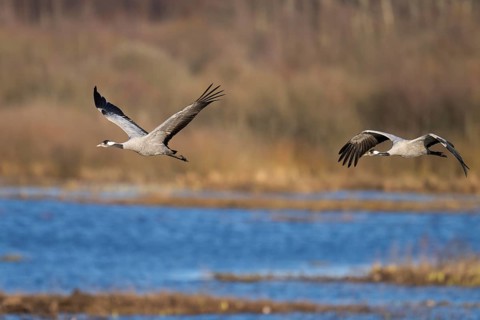 Crane (Grus grus), Hornborgorsjön, Sweden