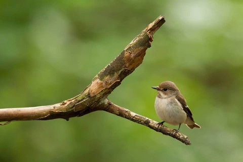 European Pied Flycatcher (Ficedula hypoleuca) female, Utrecht, Netherlands