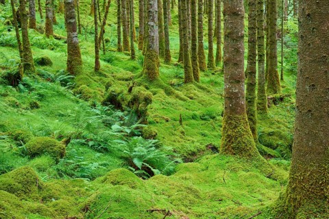 Mossy woodland with ferns under tall trees, Loch Awe, Scotland, United Kingdom, Great Britain