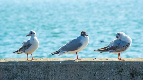 Black-headed gull (Chroicocephalus ridibundus) in winter, sitting on a quay with sparkling sea in