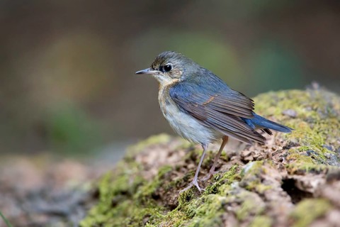 Siberian Blue Robin (Larvivora cyane) male, Kaeng Krachan, Thailand