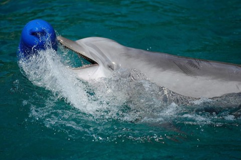Dolphin playing with a blue ball in the water, Bottlenose dolphin (Tursiops truncatus), captive