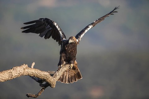 Iberian Eagle (Aquila adalberti), Spanish imperial eagle, Extremadura, Castilla La Mancha, Spain