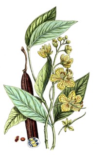 Cassia fistula, tubular cassia or tubular cassia, digital reproduction of a historical model,