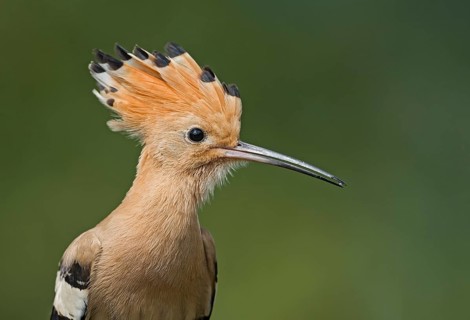 Eurasian Hoopoe (Upupa epops), Aosta Valley, Italy
