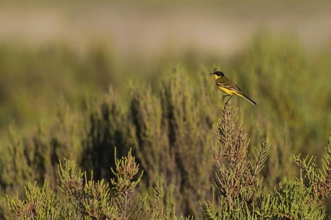 Western Yellow Wagtail (Motacilla flava feldegg), Cyprus