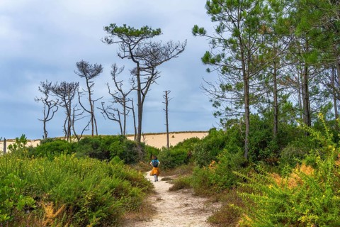 Woman hiking on a sandy trail through a pine forest with large sand dunes in the background under a