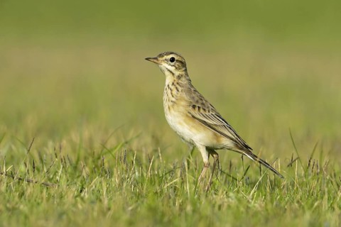 Paddyfield Pipit (Anthus rufulus), Thailand