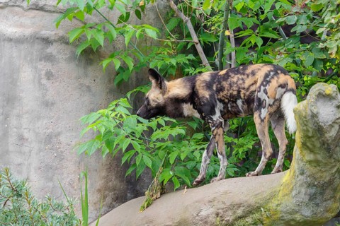An African Wild Dog, Lycaon pictus, stands in front of some green vegetation on a thick branch of a